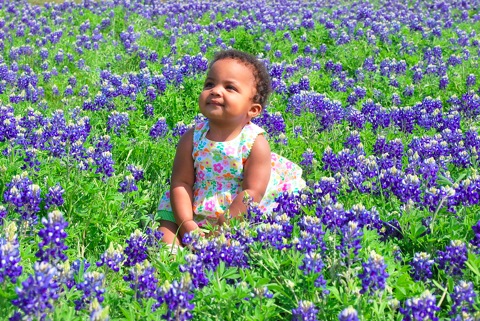 bluebonnets