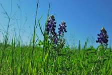 Bluebonnet 2010