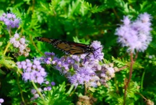Butterfly3